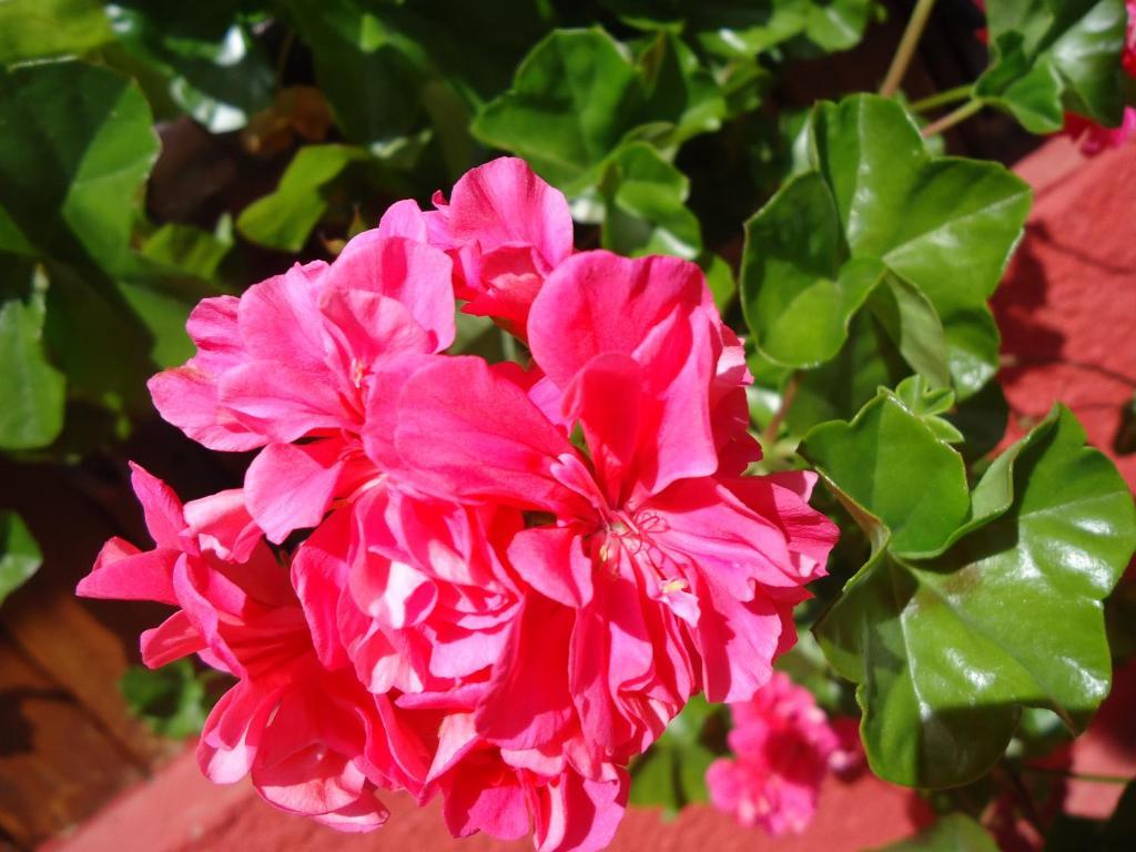 Campos Do Jordao Garden Pousada Colonia Екстер'єр фото
